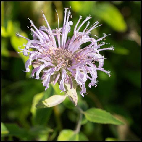 Wild Bergamot