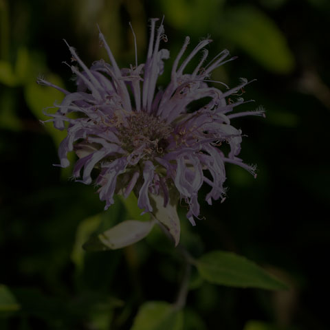 Wild Bergamot