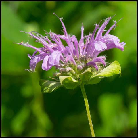 Wild Bergamot