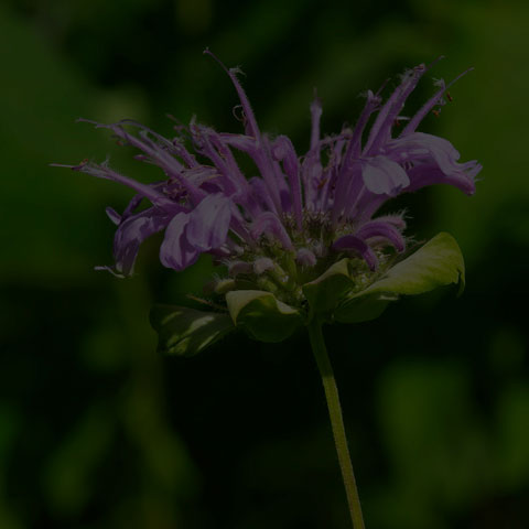 Wild Bergamot