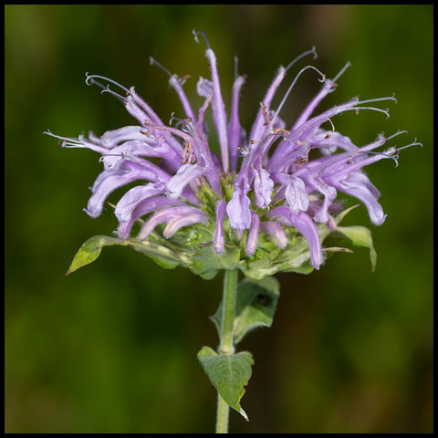Wild Bergamot