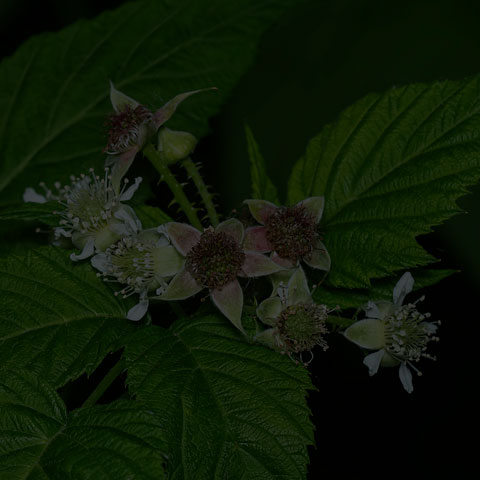 Black Raspberry