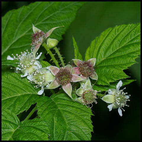 Black Raspberry