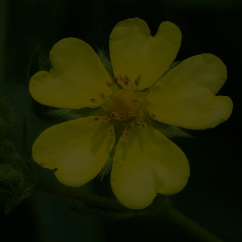 Common Cinquefoil
