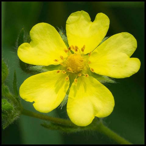 Common Cinquefoil