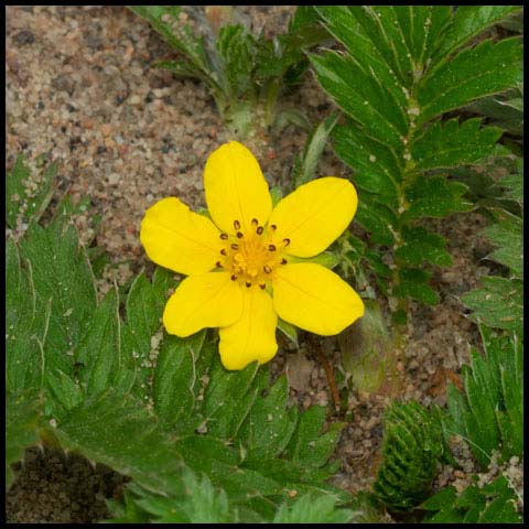 Common Silverweed