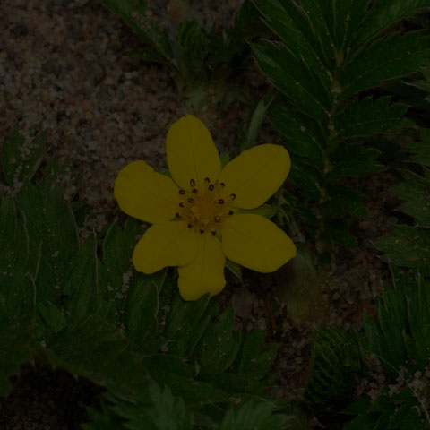 Common Silverweed