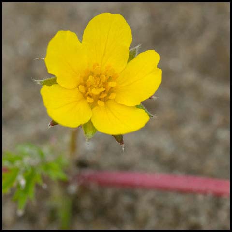 Common Silverweed
