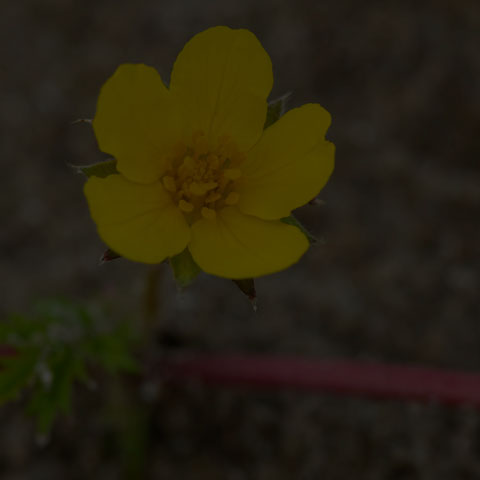 Common Silverweed