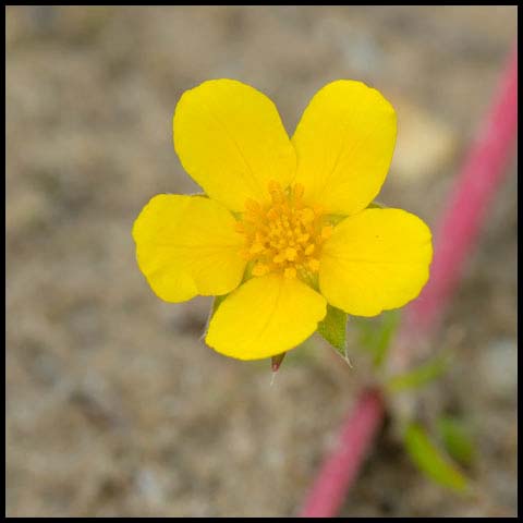 Common Silverweed
