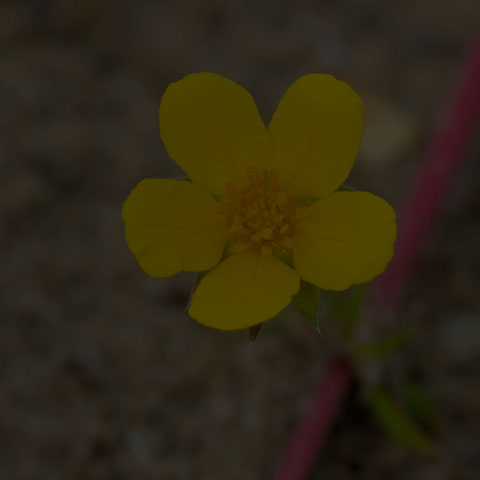 Common Silverweed