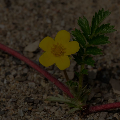 Common Silverweed