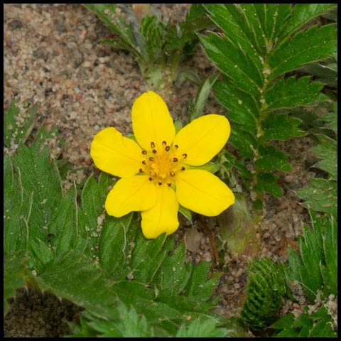 Common Silverweed