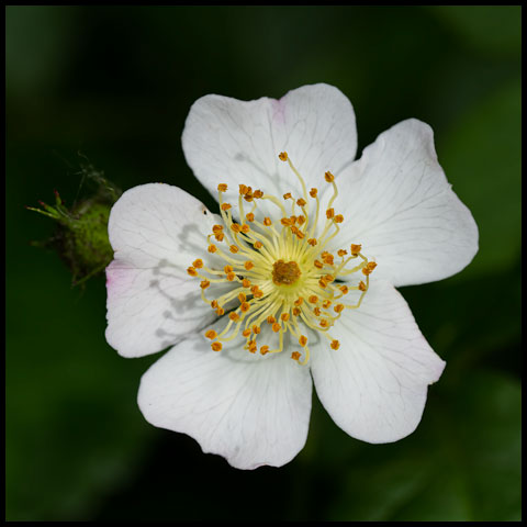 Dog Rose