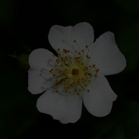 Dog Rose