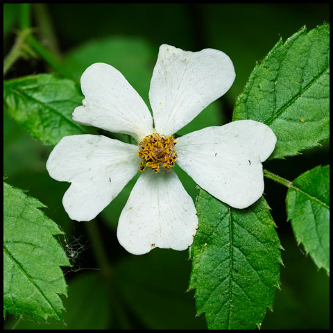 Multiflora Rose