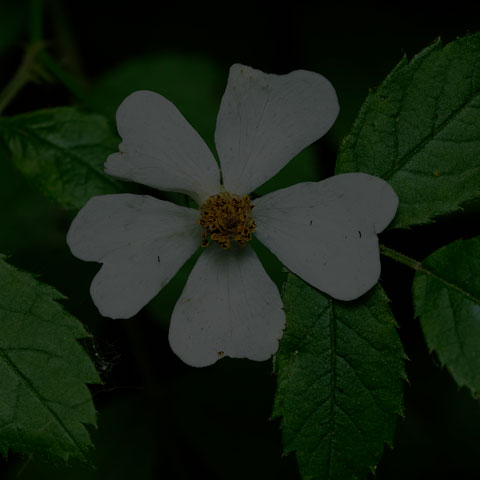 Multiflora Rose