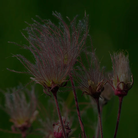 Prairie Smoke
