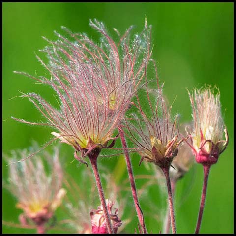 Prairie Smoke