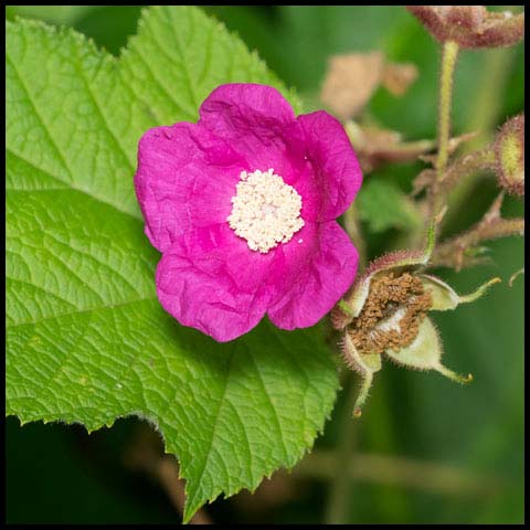 Purple-flowered Raspberry