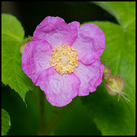 Purple-flowered Raspberry