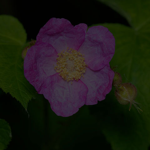 Purple-flowered Raspberry