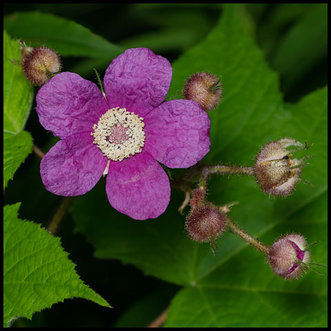 Purple-flowered Raspberry
