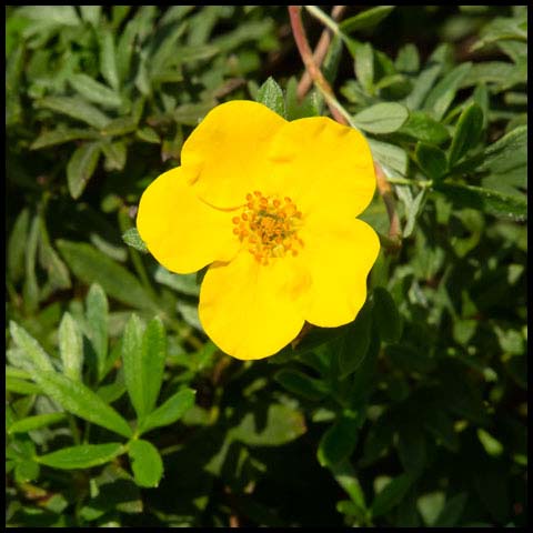 Shrubby Cinquefoil
