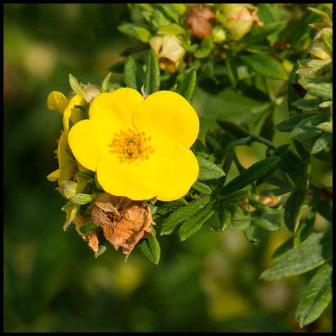 Shrubby Cinquefoil