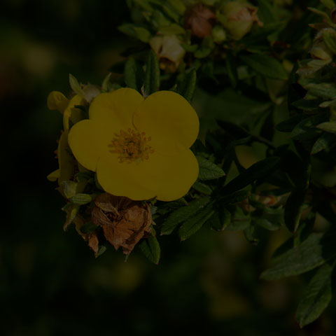 Shrubby Cinquefoil