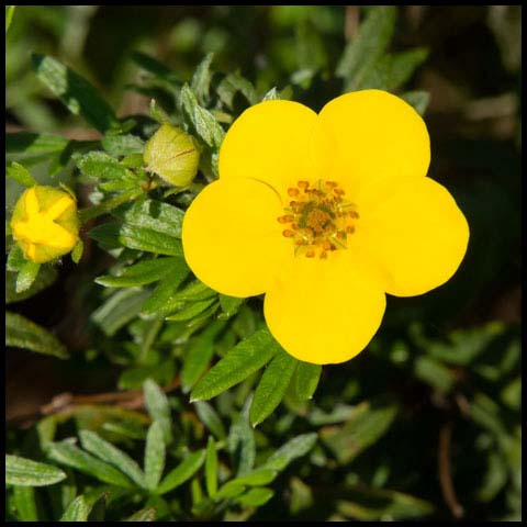 Shrubby Cinquefoil