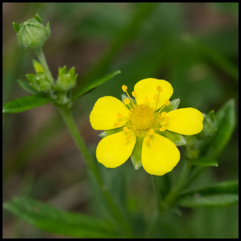 Silvery Cinquefoil