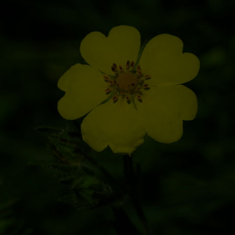 Sulphur Cinquefoil