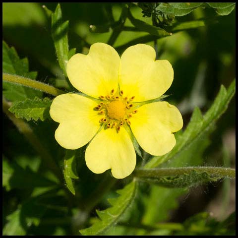 Sulphur Cinquefoil