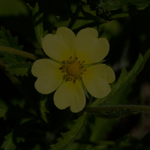 Sulphur Cinquefoil
