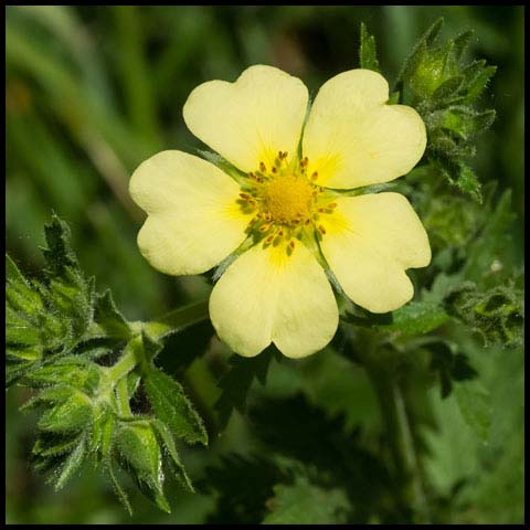 Sulphur Cinquefoil