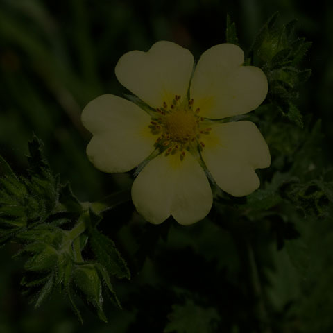 Sulphur Cinquefoil