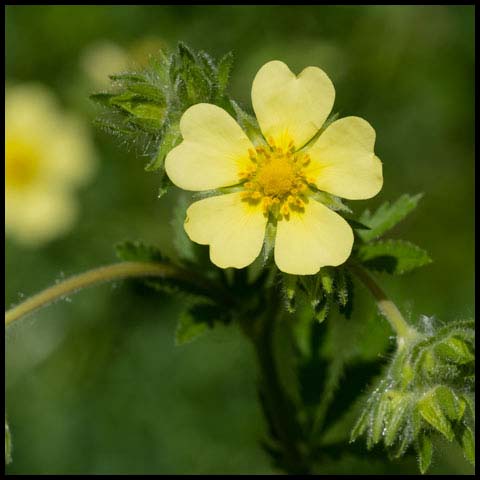 Sulphur Cinquefoil