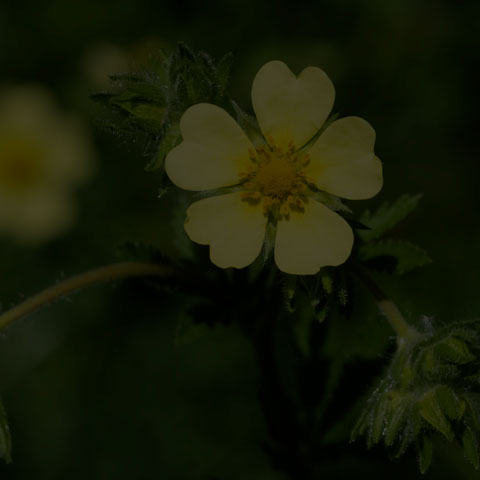 Sulphur Cinquefoil