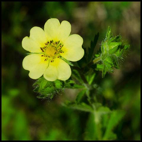 Sulphur Cinquefoil