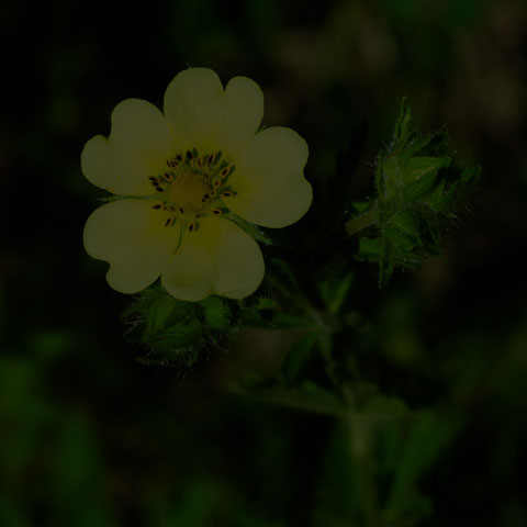 Sulphur Cinquefoil