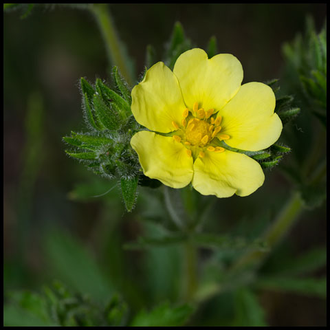 Sulphur Cinquefoil