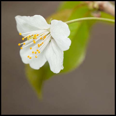 Sweet Cherry