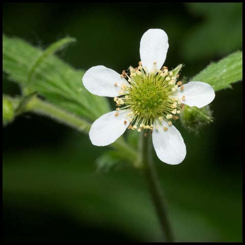 White Avens