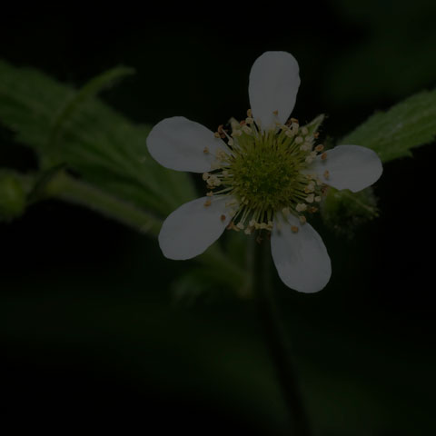 White Avens