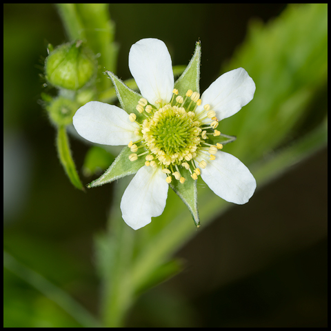 White Avens