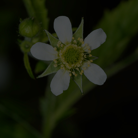 White Avens