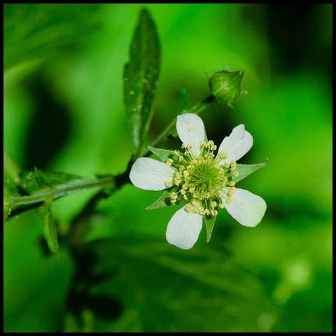 White Avens