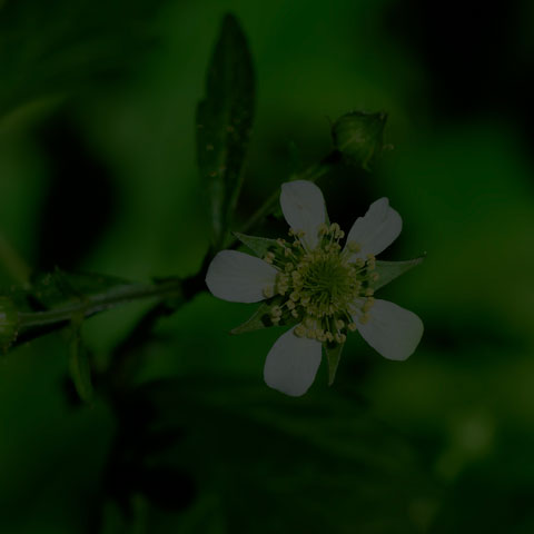 White Avens