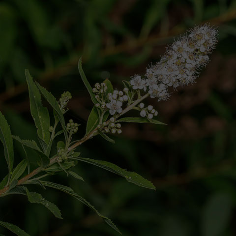 White Meadowsweet